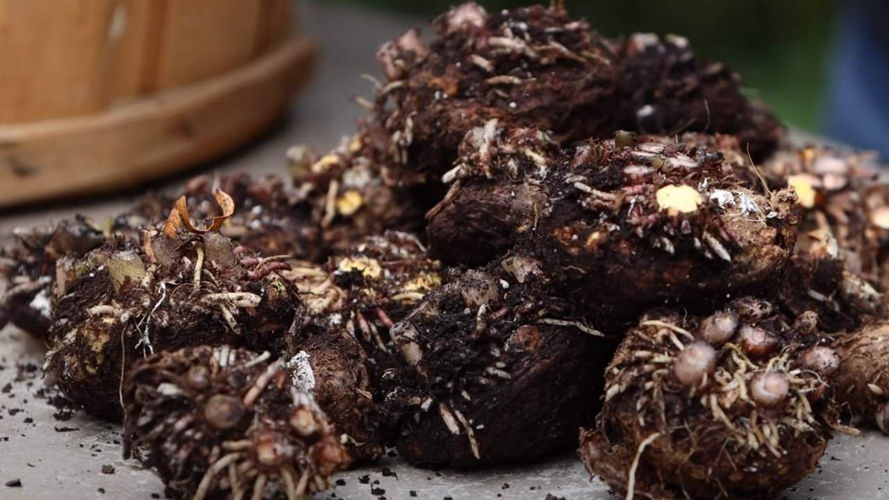 How To Tell If Caladium Bulbs Are Dead? Symptoms and Process