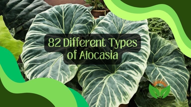 82 Different Types of Alocasia: Exploring the Diversity of Shapes & Sizes