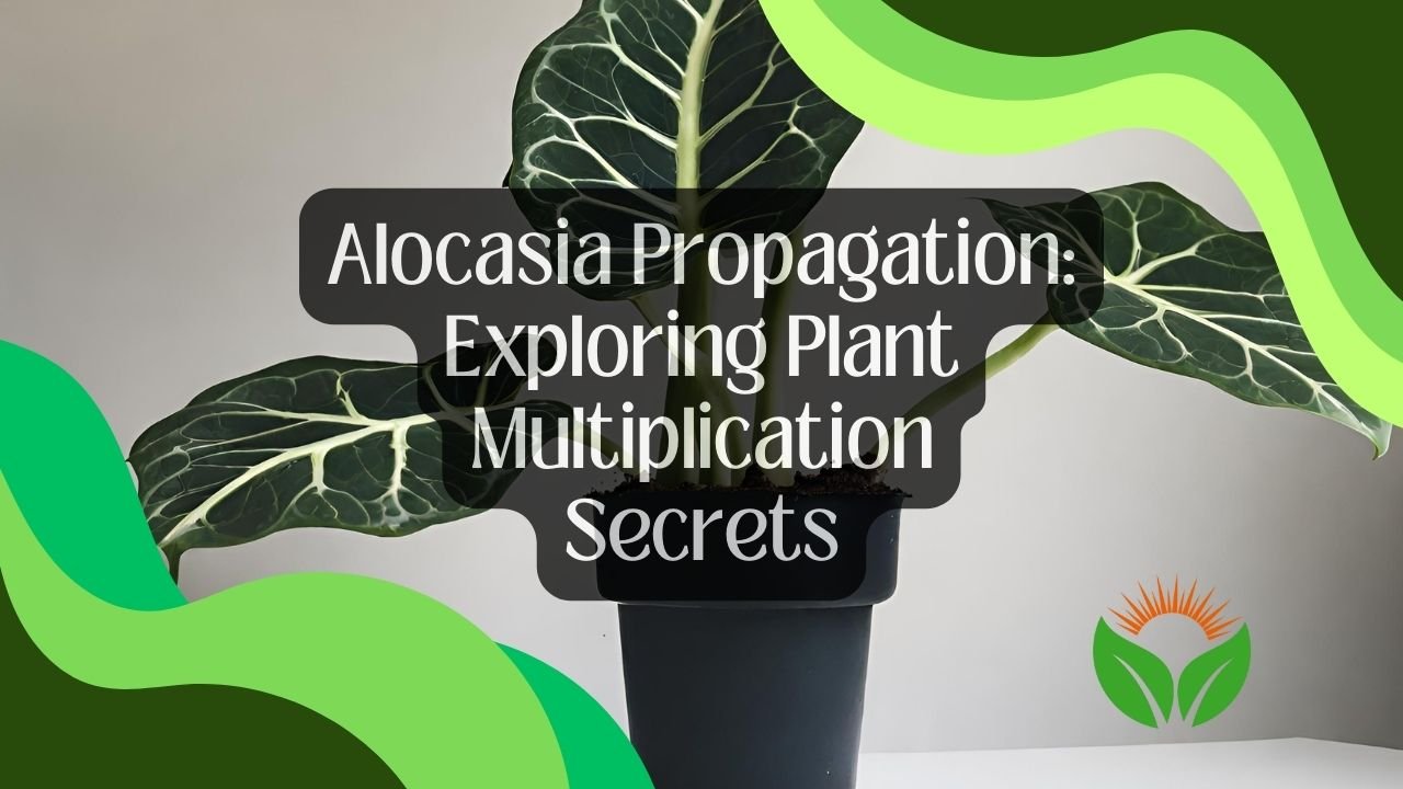 Alocasia Propagation