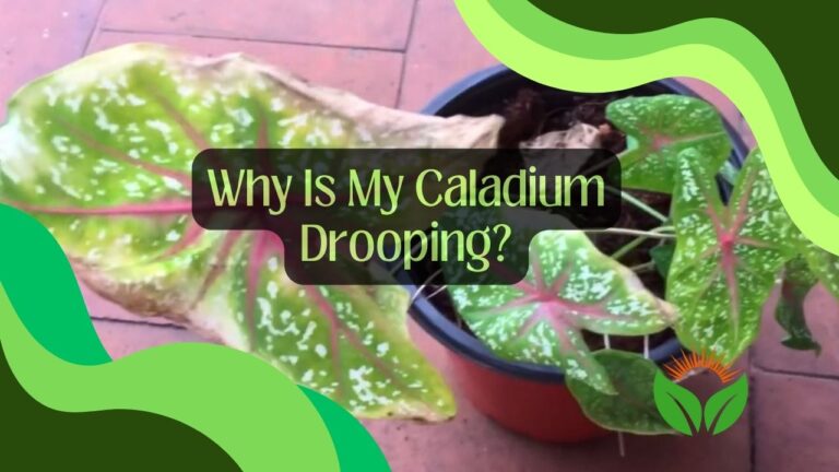 Why Is My Caladium Drooping? Reasons And Solutions