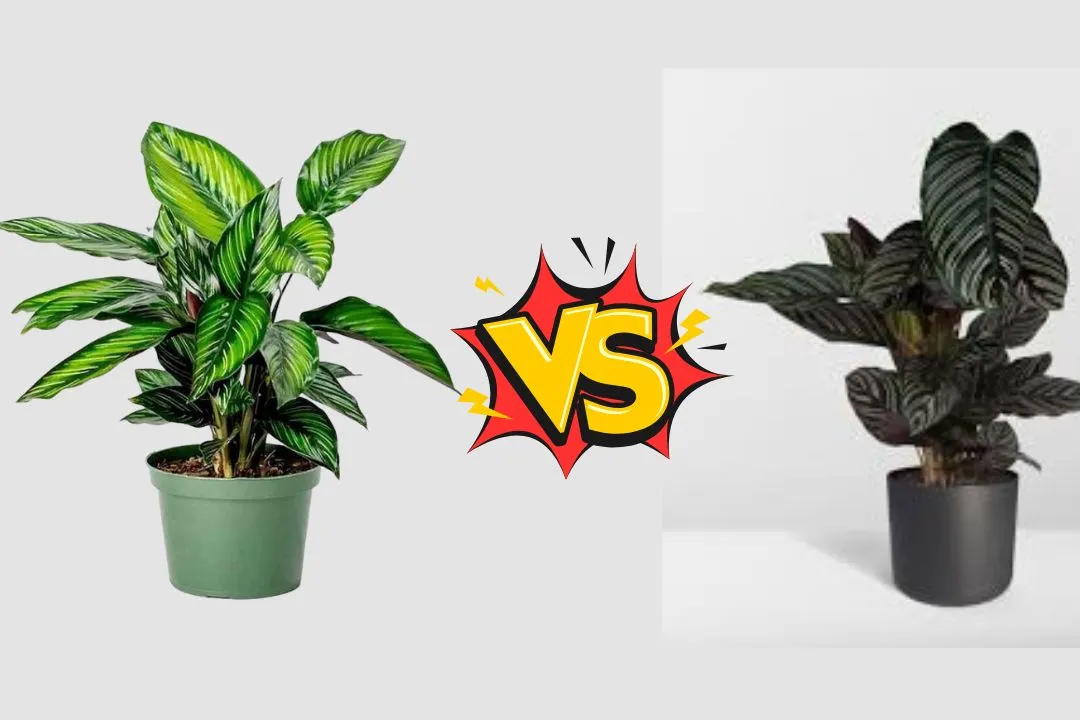Calathea Beauty Star Vs Ornata
