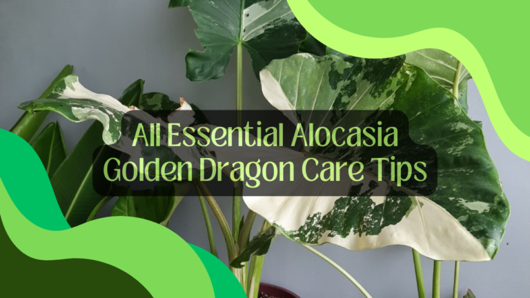 All Essential Alocasia Golden Dragon Care Tips