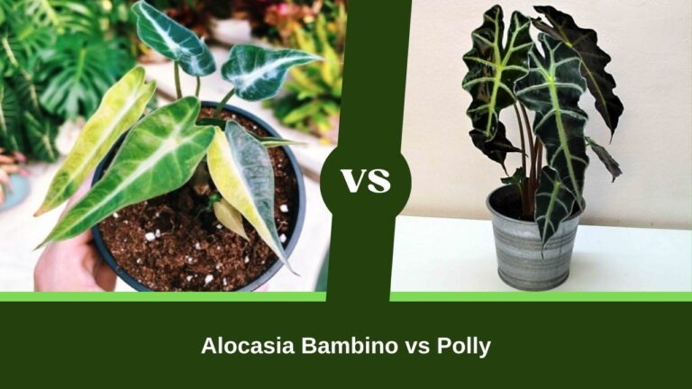 Alocasia Bambino vs Polly – Which Tiny Taro is Your Match?