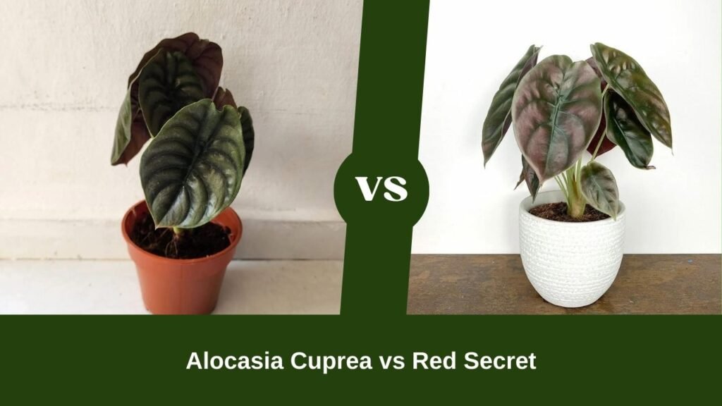 Alocasia Cuprea vs Red Secret