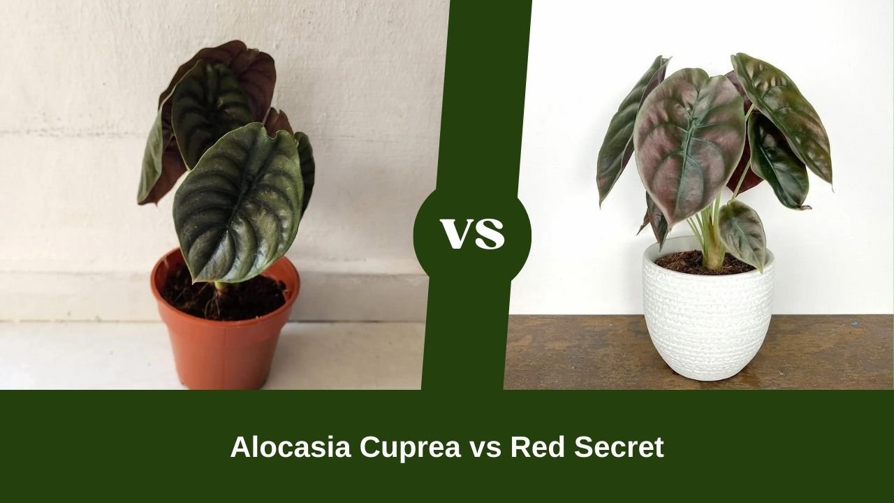 Alocasia Cuprea vs Red Secret