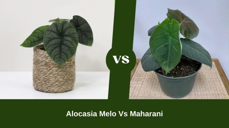 Alocasia Melo Vs Maharani – A Tough Battle!