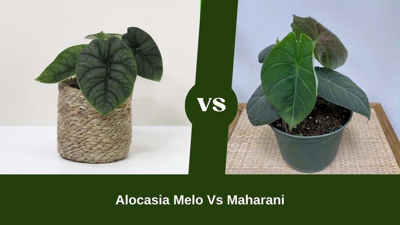 Alocasia Melo Vs Maharani