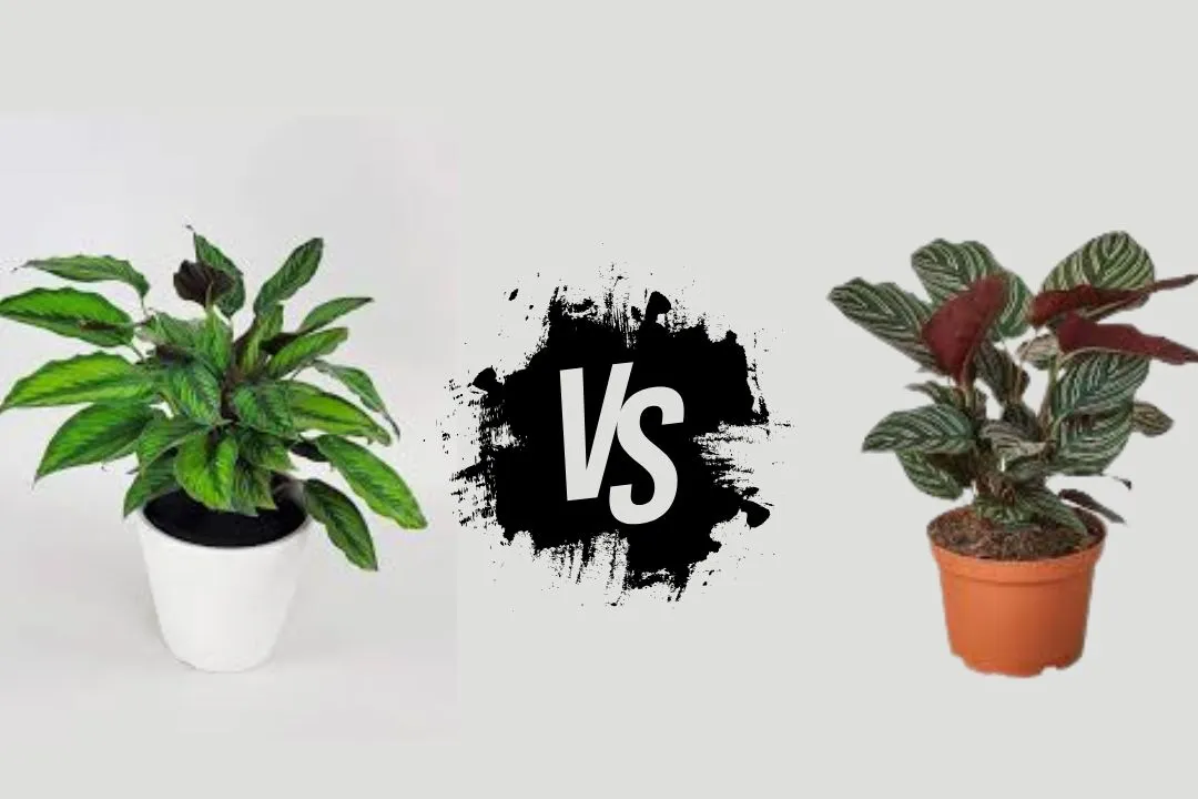 Calathea Beauty Star Vs Ornata