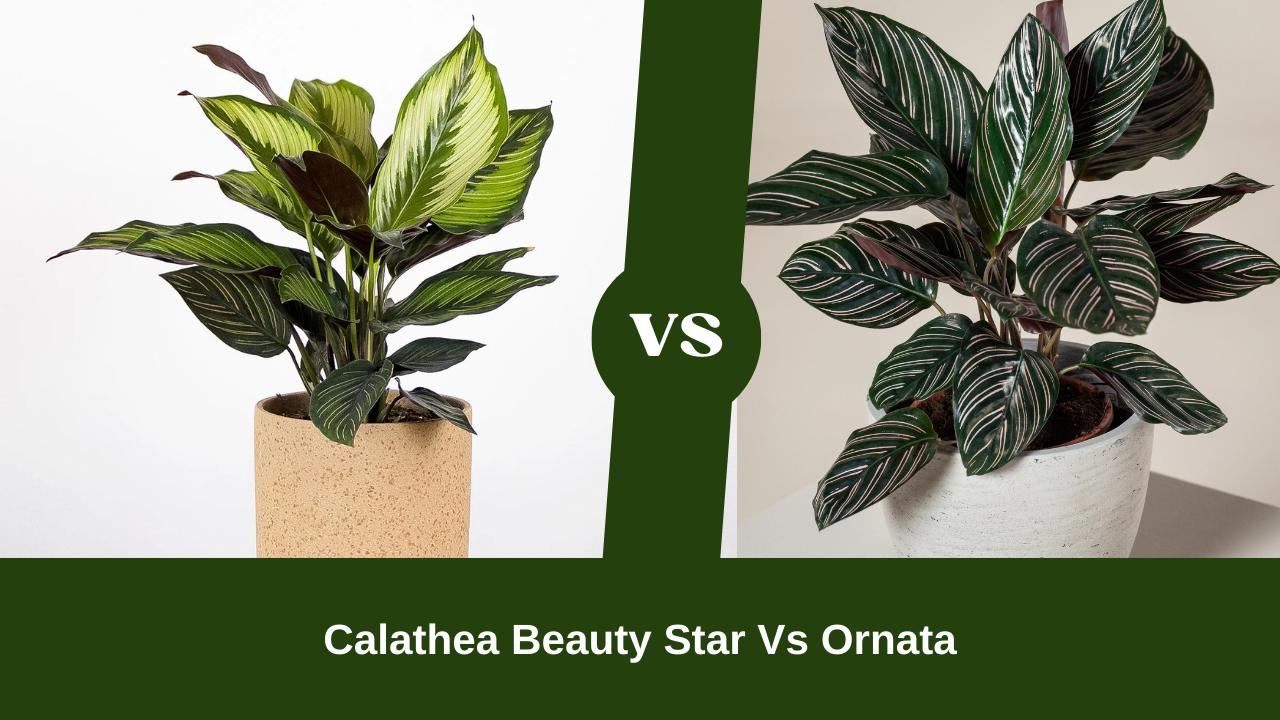 Calathea Beauty Star Vs Ornata: Both are Fan-Favorite?
