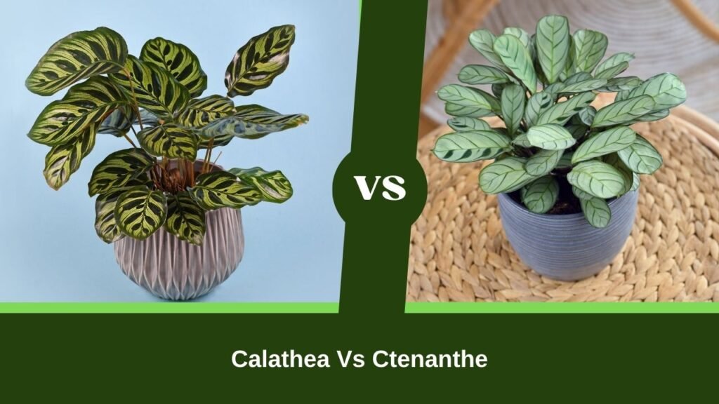 Differences Between Calathea Vs Ctenanthe