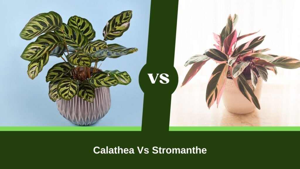 Calathea Vs Stromanthe