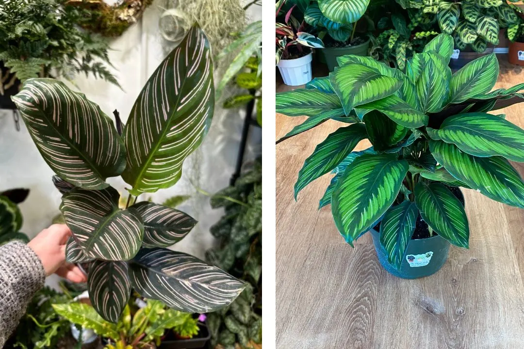 Calathea Beauty Star Vs Ornata