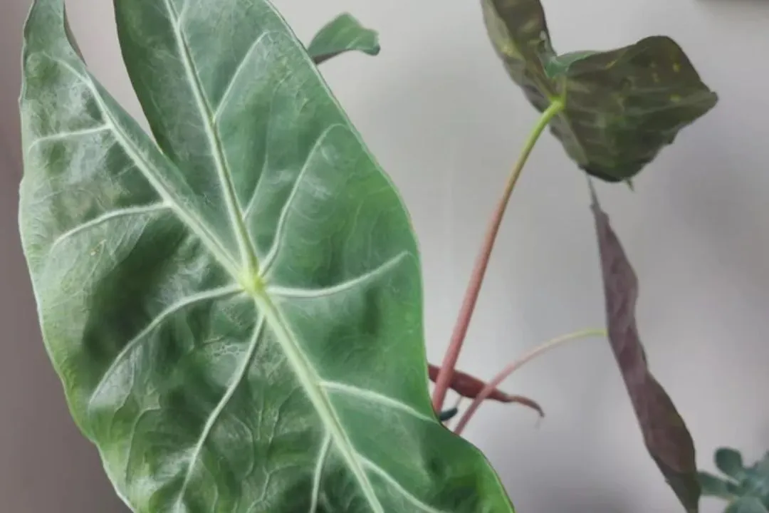 Common Alocasia Pink Princess Problems