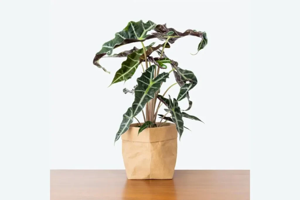 Common Mistakes to Avoid in Alocasia Soil Mix