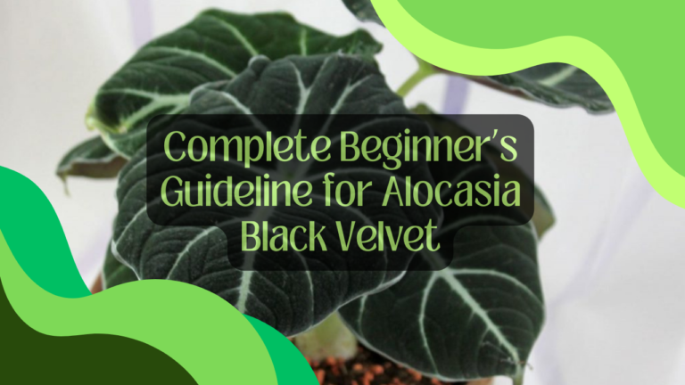 Complete Beginner’s Guideline for Alocasia Black Velvet