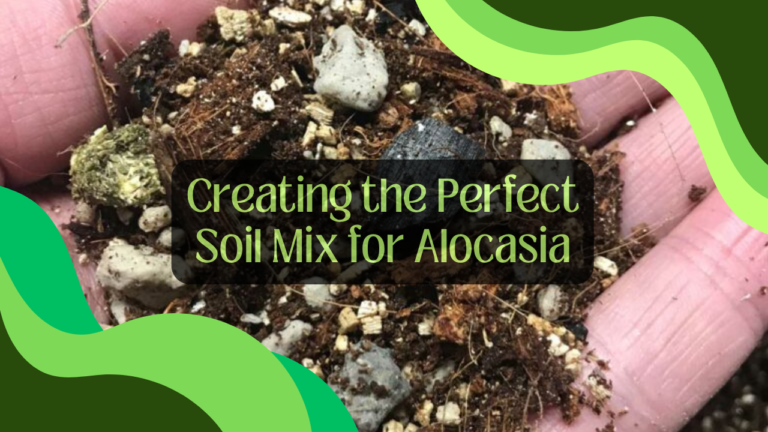 Creating the Perfect Soil Mix for Alocasia