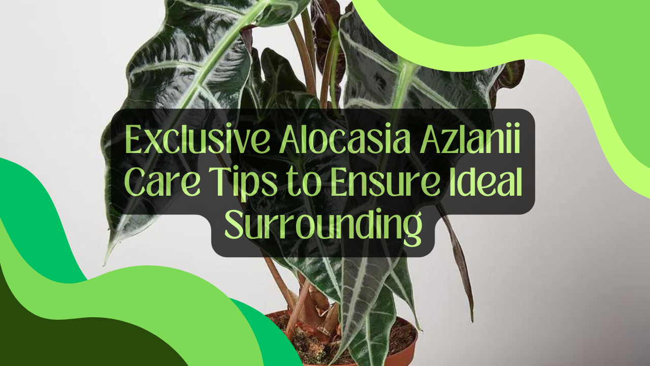 5 Expert Tips to Smoothen Alocasia Lauterbachiana Care