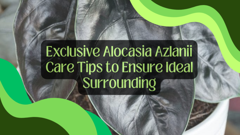 Exclusive Alocasia Azlanii Care Tips to Ensure Ideal Surrounding