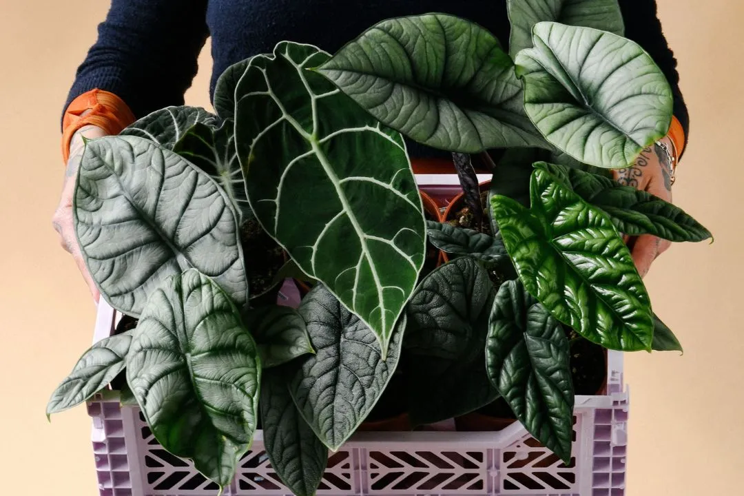 How Potting And Repotting Keep Alocasia in Steady Health