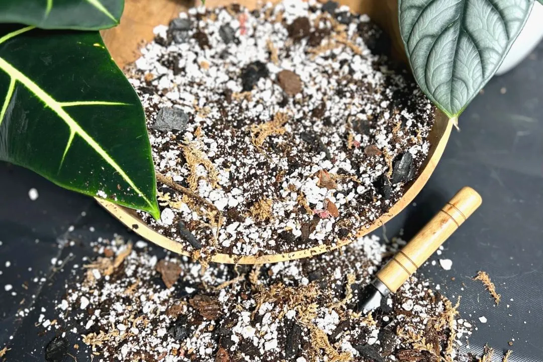 Ideal Ratios for Alocasia Soil Mix