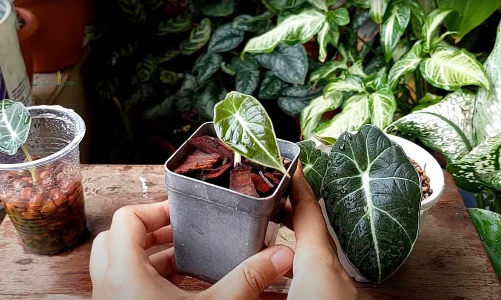 Monitoring Growth And Development of Alocasia