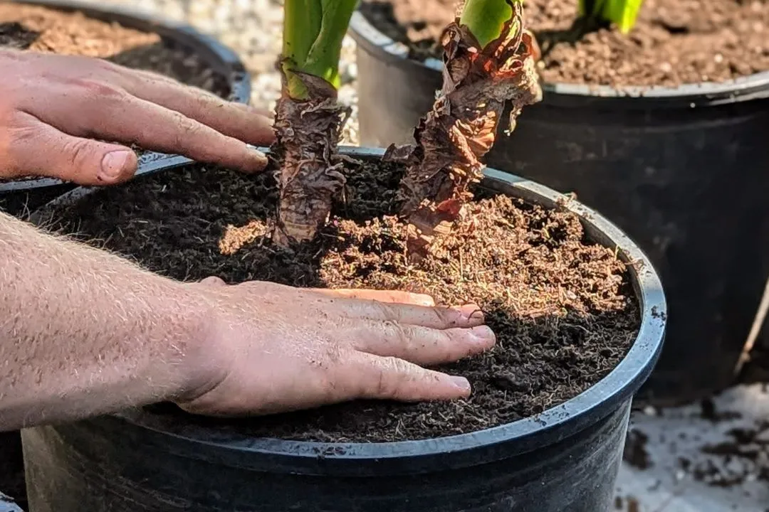 Potting New Plants