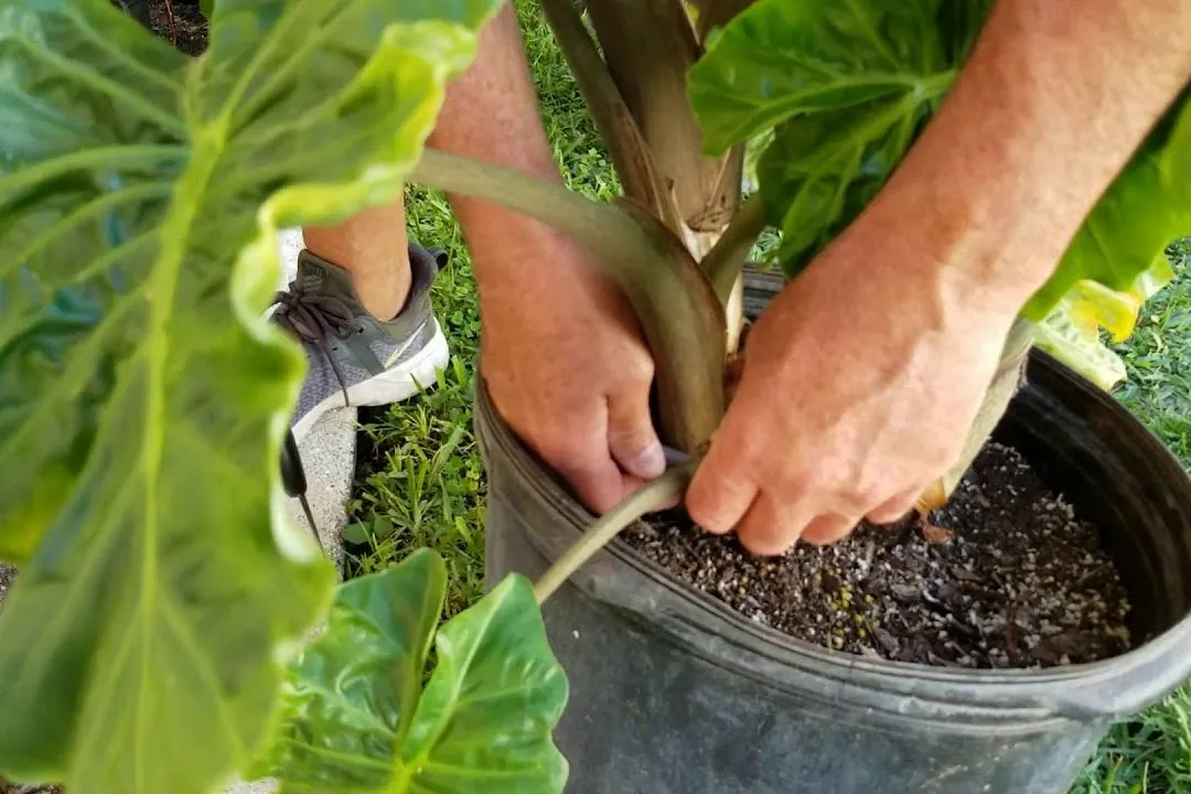 Pruning