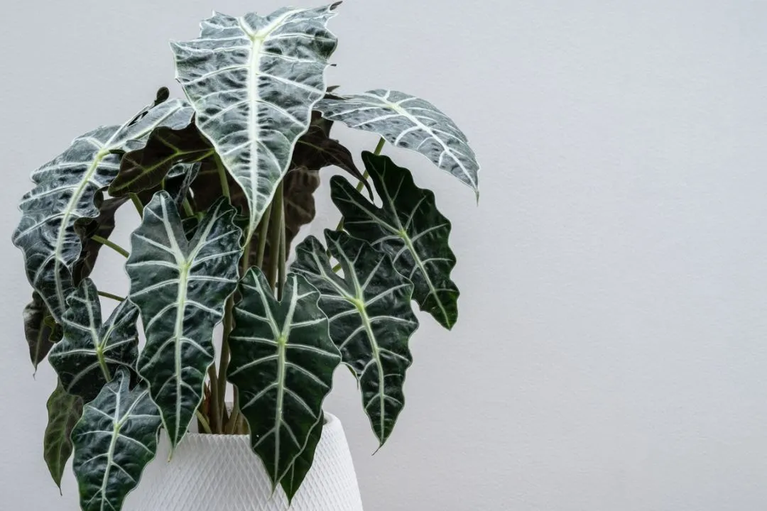 Repotting Established Plants