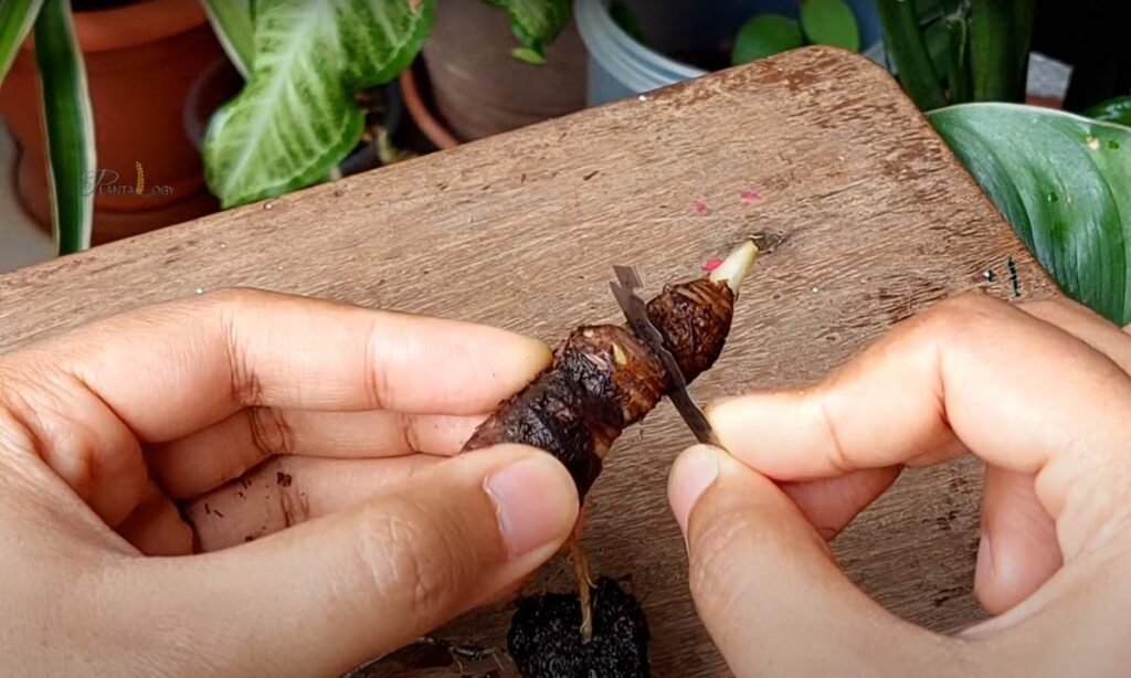 Rhizome Cutting Propagation Method
