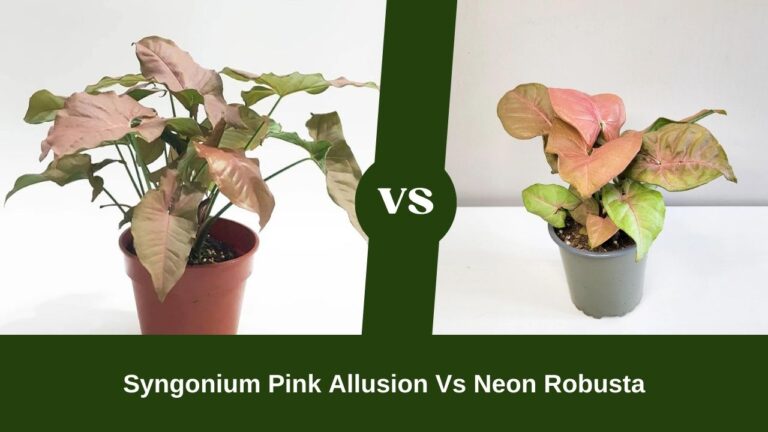 Syngonium Pink Allusion Vs Neon Robusta – Syngonium Is Easygoing!