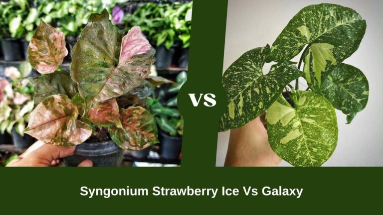 Syngonium Strawberry Ice Vs Galaxy – A Comparative Go-Through!