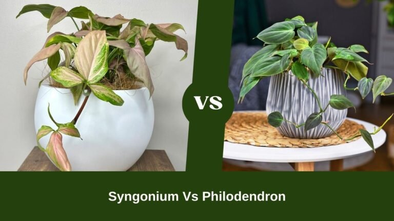 Syngonium Vs Philodendron – Philodendron Wins By An Edge Maybe?