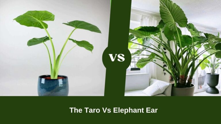 A Comparative Look At Taro Vs Elephant Ear Debate
