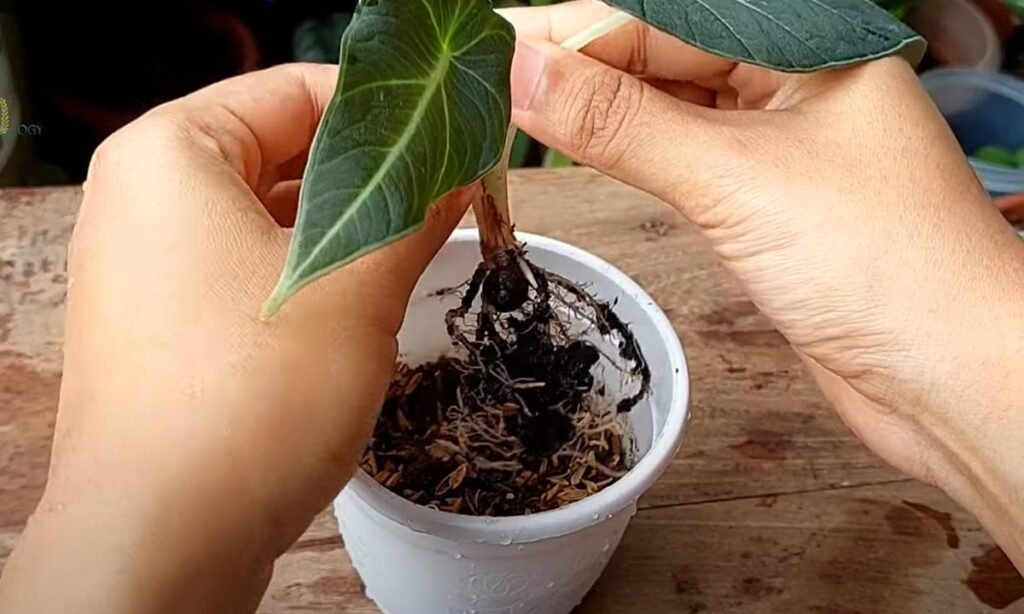 Types Of Alocasia Propagation Methods