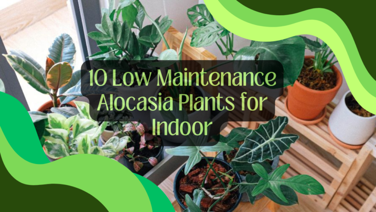 10 Low Maintenance Alocasia Plants for Indoor