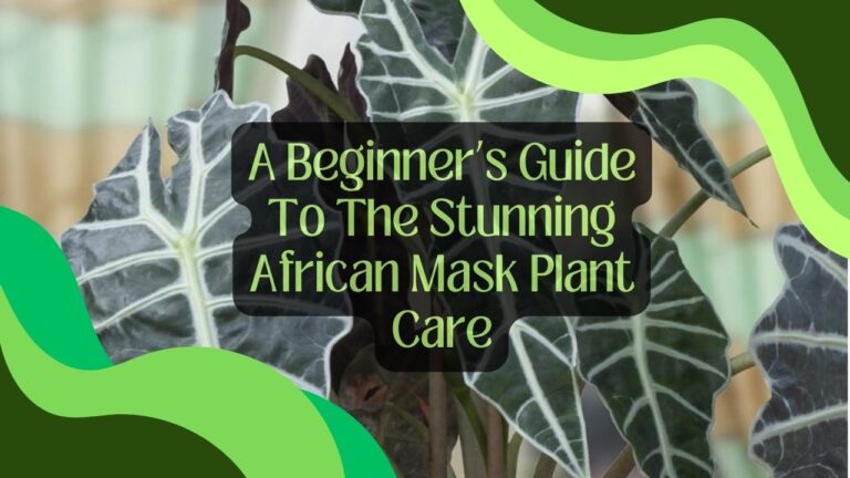 A Beginner’s Guide To The Stunning African Mask Plant Care