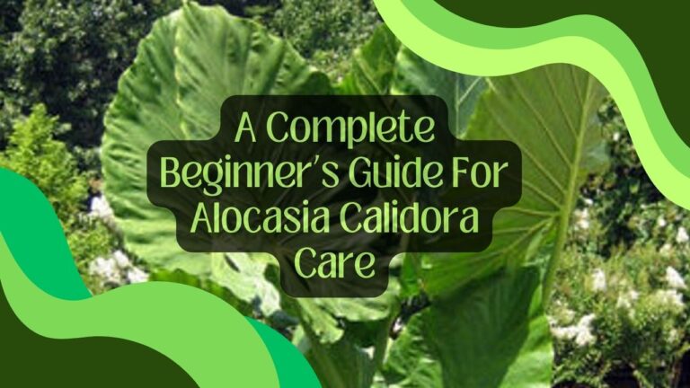A Complete Beginner’s Guide For Alocasia Calidora Care
