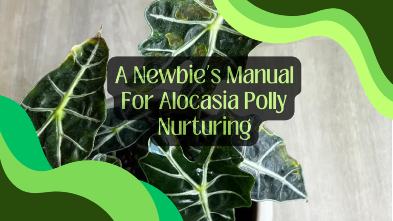 A Newbie’s Manual For Alocasia Polly Nurturing