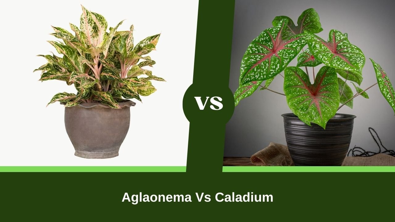 Aglaonema Vs Caladium