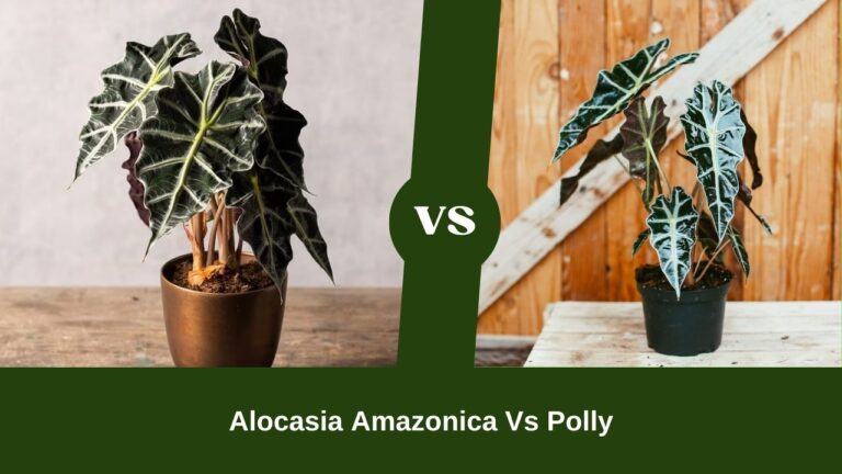 Alocasia Amazonica vs Polly: Why I Prefer Polly Over Alocasia Amazonica?