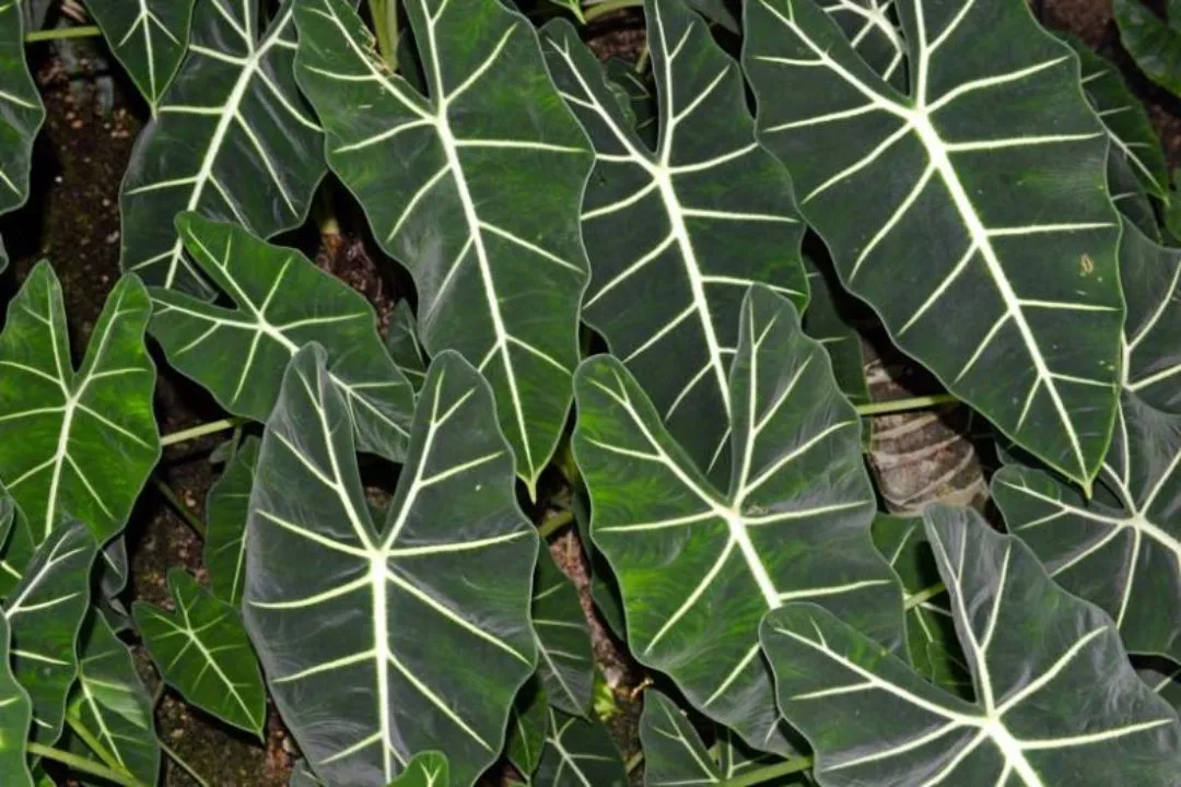 Alocasia Amazonica