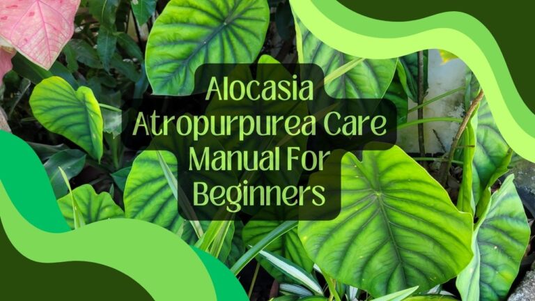 Alocasia Atropurpurea Care Manual For Beginners