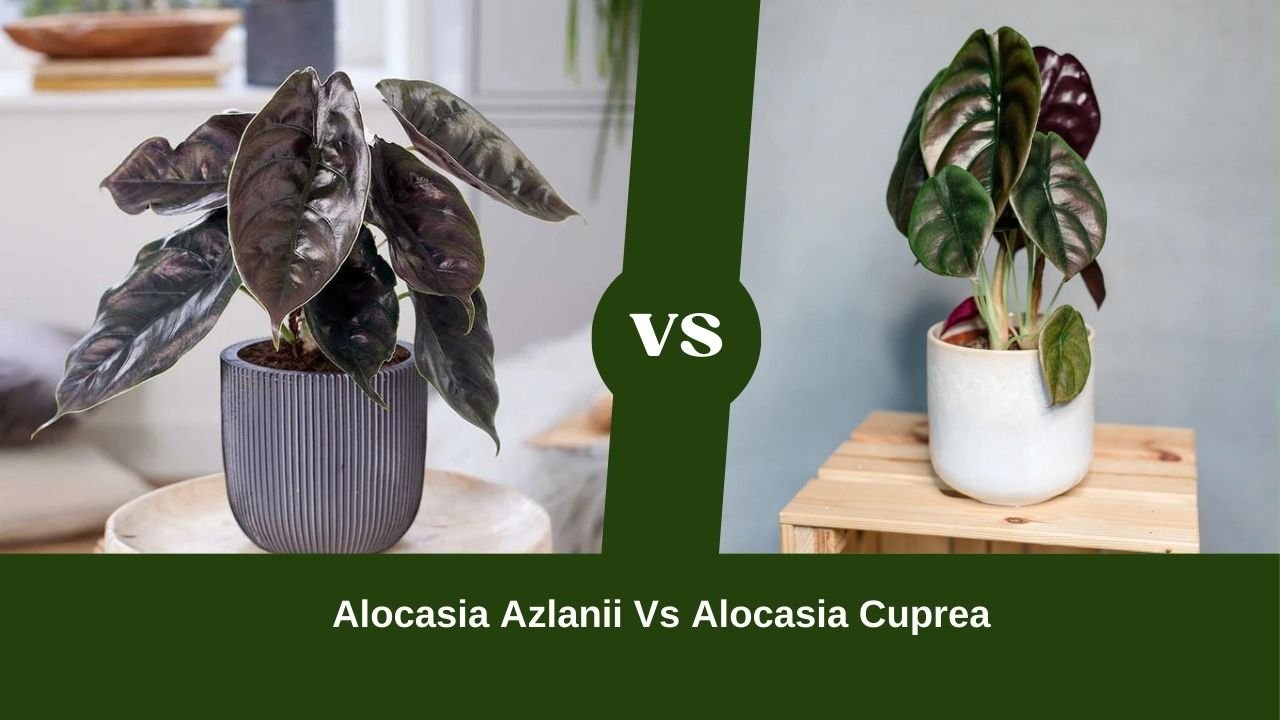 Alocasia Azlanii Vs Alocasia Cuprea: The Posh And The Pastoral?