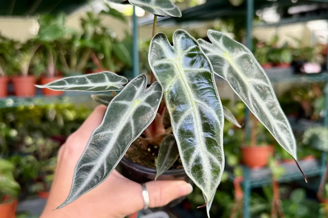 Alocasia Bambino Arrow