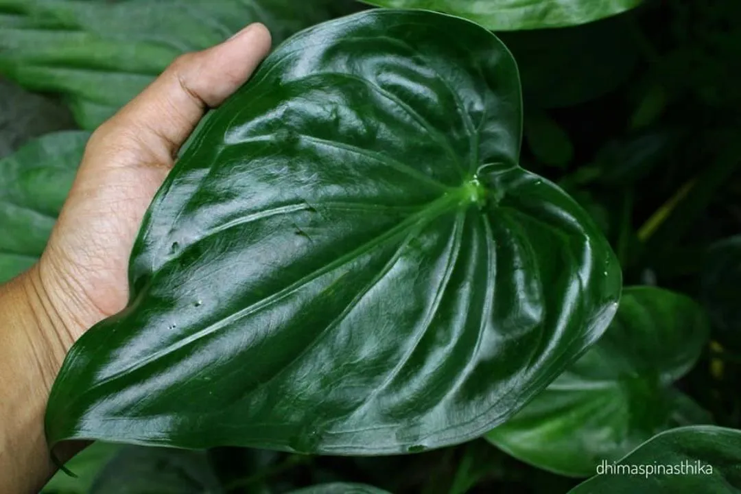 Alocasia Cucullata