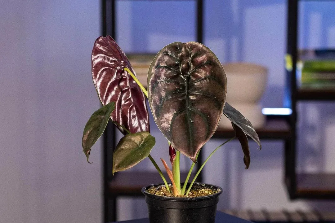 Alocasia Cuprea