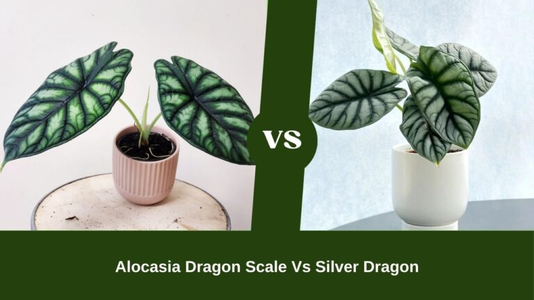 Alocasia Dragon Scale vs Silver Dragon: Which Will Reign Supreme?