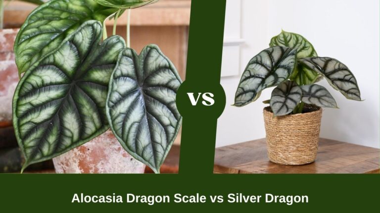 Alocasia Dragon Scale vs Silver Dragon: Fan Favorite Vs The Antique