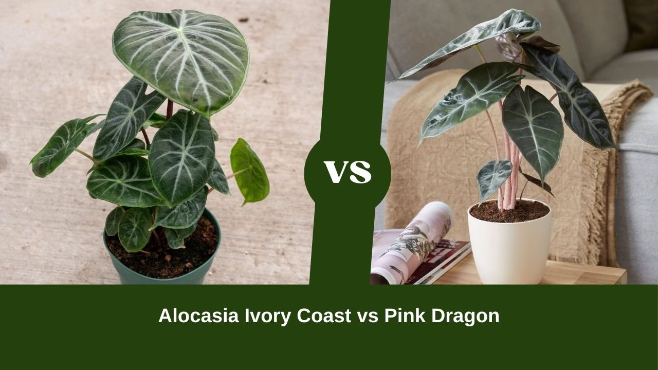 Alocasia Ivory Coast vs Pink Dragon: Embracing Nature’s Diversity and Charm