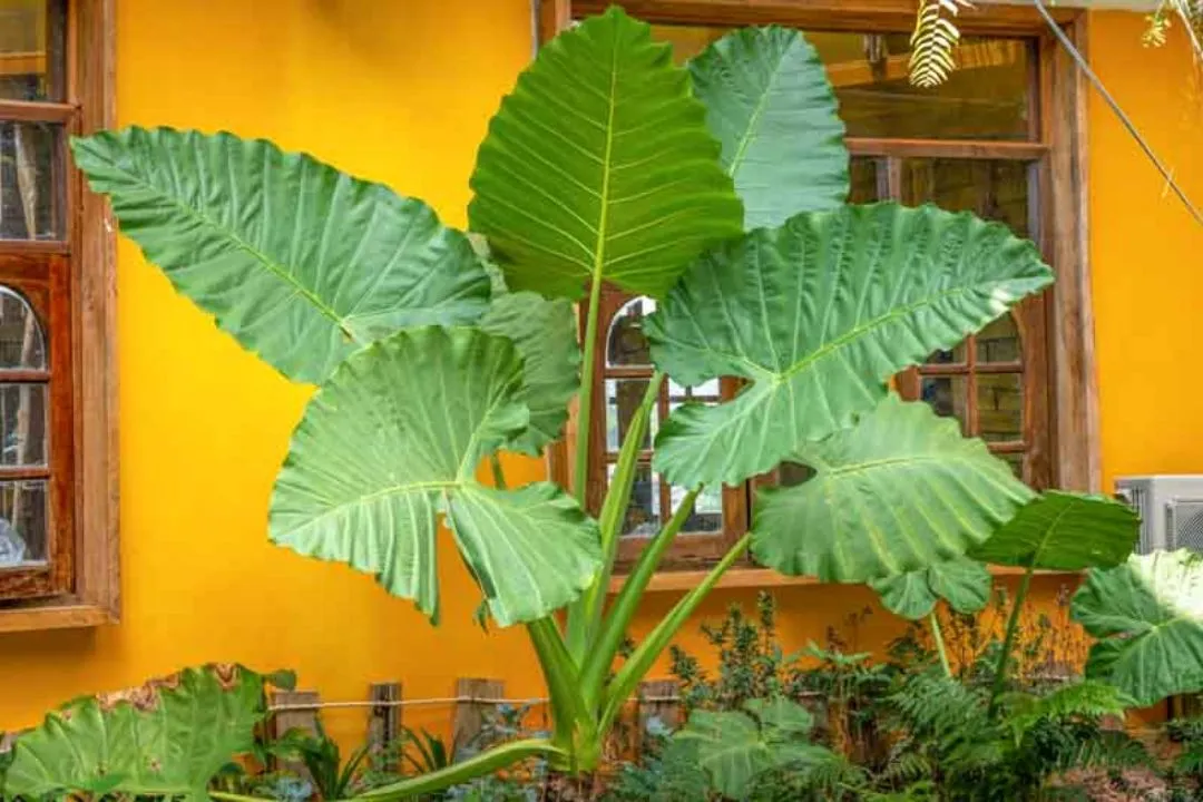 Alocasia Macrorrhiza